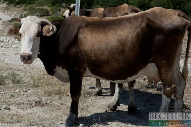 Обреченная корова ранила жительницу села в Алматинской области