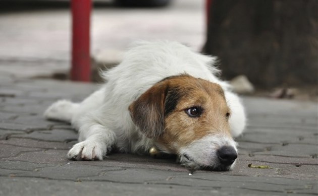 В Северной Осетии создадут питомники для бездомных животных 