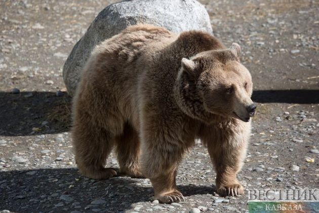 Медведь объедает туристов под Риддером