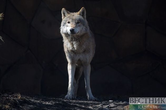 В Ставропольском крае активизировались волки, есть пострадавшие
