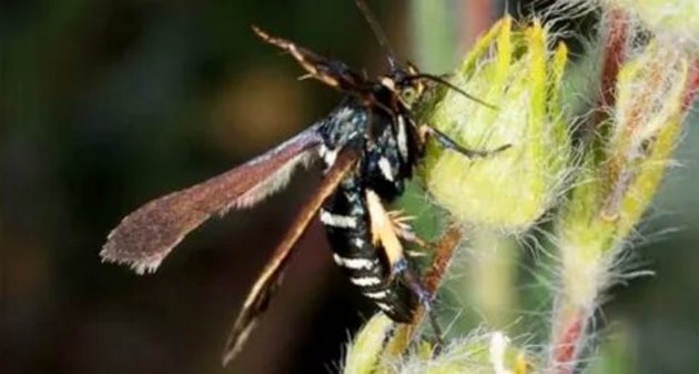 Новый вид насекомых обнаружен в Крыму
