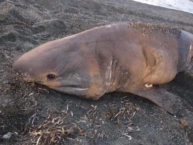 Удивительную акулу нашли на берегу моря в Измире