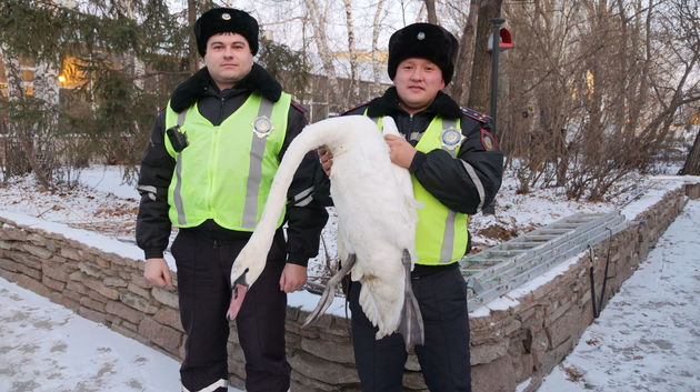 Полицейские спасли лебедя в Северо-Казахстанской области