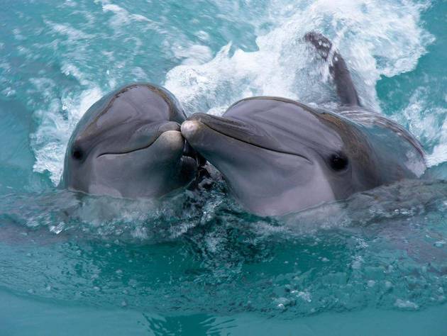 Впервые за почти 70 лет у берегов Финляндии были замечены дельфины-афалины