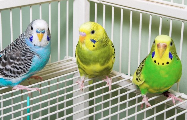 Ростовская полиция спасла 19 редких птиц