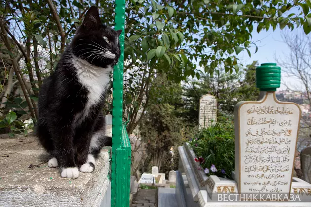 Старинное кладбище Эйюп в Стамбуле - почему его стоит посетить и как это сделать?