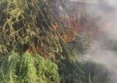Ставропольским полицейским пришлось выжигать двухметровые заросли конопли