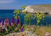 Крымские травы: природные помощники организма