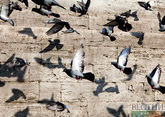 Возле городского пруда в Назрани произошла массовая гибель птиц
