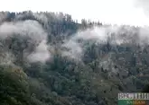 Крупный лесной пожар вспыхнул в Анталье