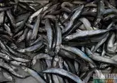 Рыба умирает в реке Сунжа в Ингушетии – прокуратура проводит проверку