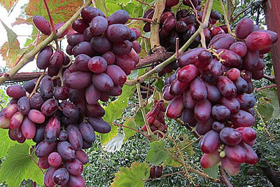 Ингушетия будет выращивать виноград на экспорт