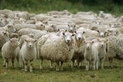 Ингушетия закупит овец в Дагестане