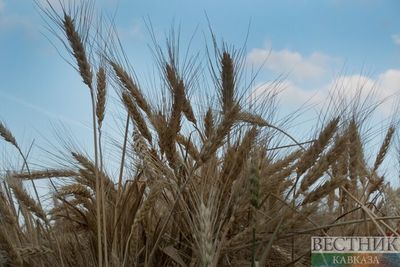 Засуха может привести к гибели урожая в Астраханской области и еще четырех регионах России