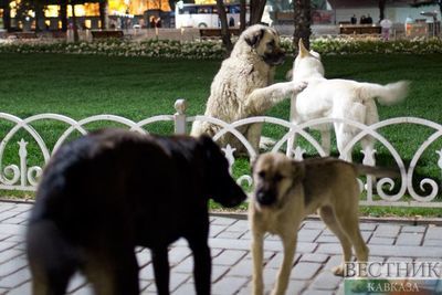 Бродячие собаки атакуют Армению?