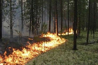 Европейской части России грозят лесные пожары