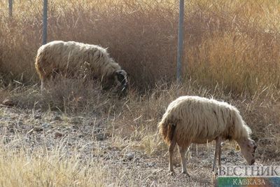 Домашние овцы на Алтае были выведены более 5 тыс лет назад 