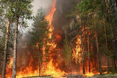 В Якутии ликвидирован пожар на площади больше 77 тысяч гектаров