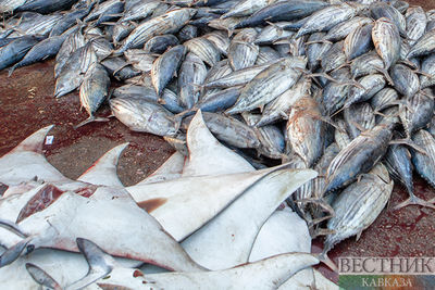 Рыбу из Фукусимы ждет проверка МАГАТЭ