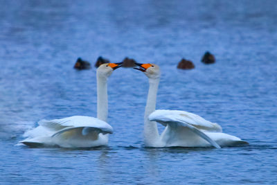 Лебединое озеро на Алтае: где зимуют белоснежные лебеди из Красной книги?