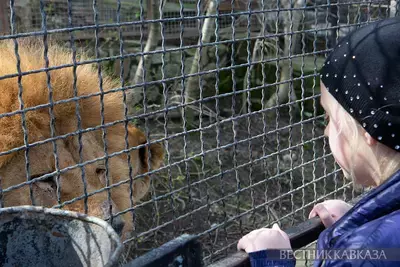 Настоящий лев укусил женщину в Дагестане